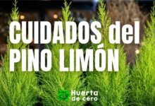 Cuidados del pino Limón