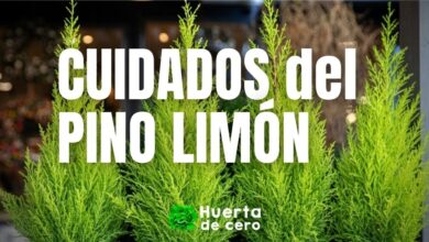 Cuidados del pino Limón