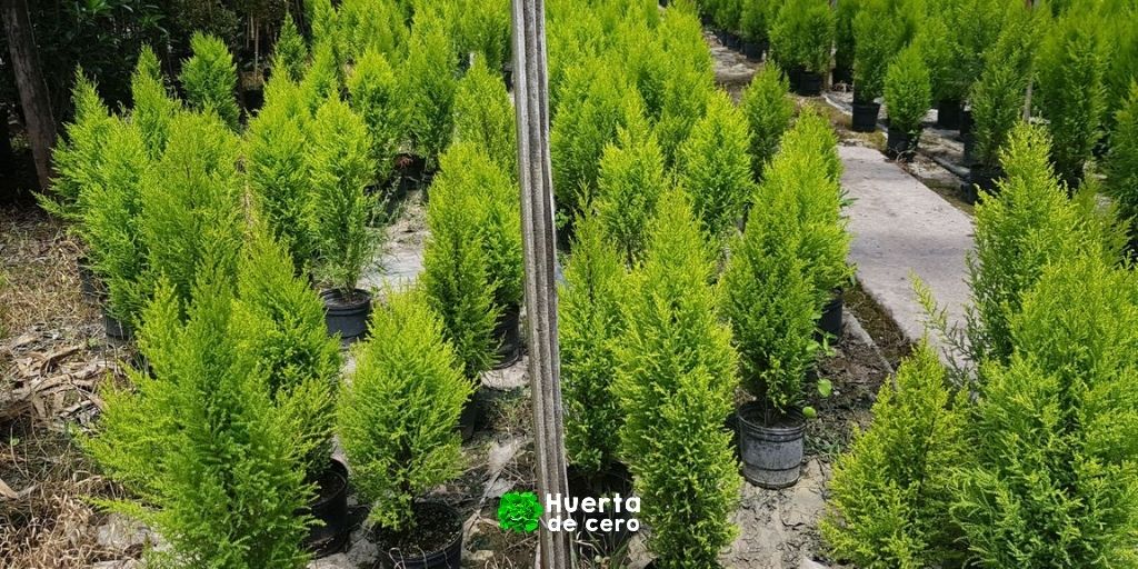 Cuidados del pino Limonero en maceta