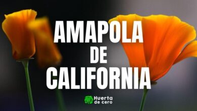Amapola de California - Para que sirve