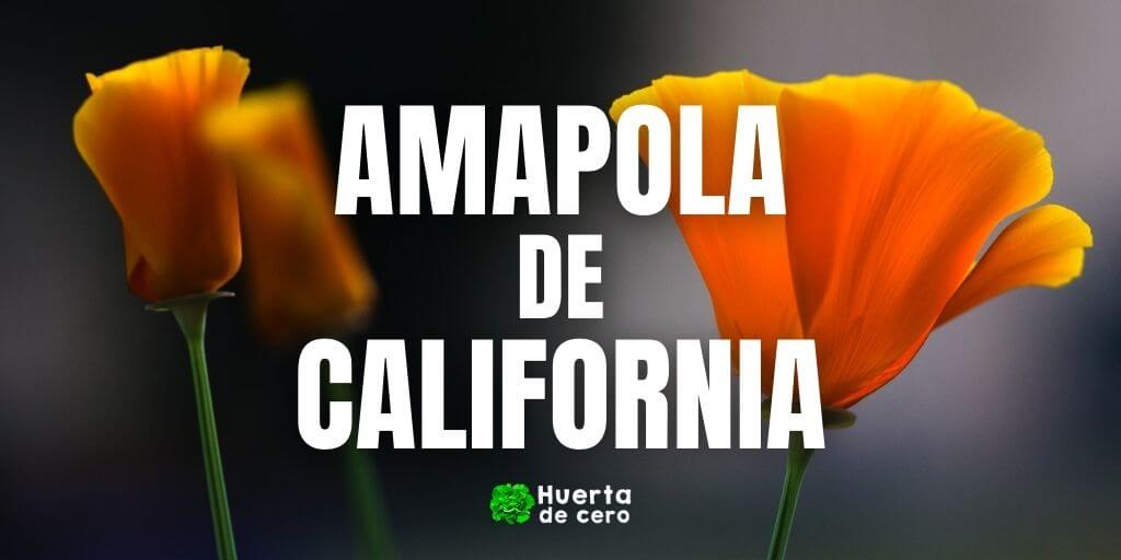 Amapola de California - Para que sirve