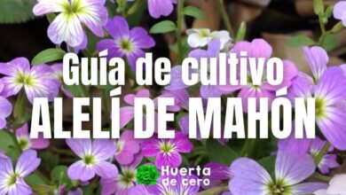 Como Plantar Alelí de Mahón - Guía de siembra