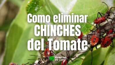 Como eliminar chinches del tomate