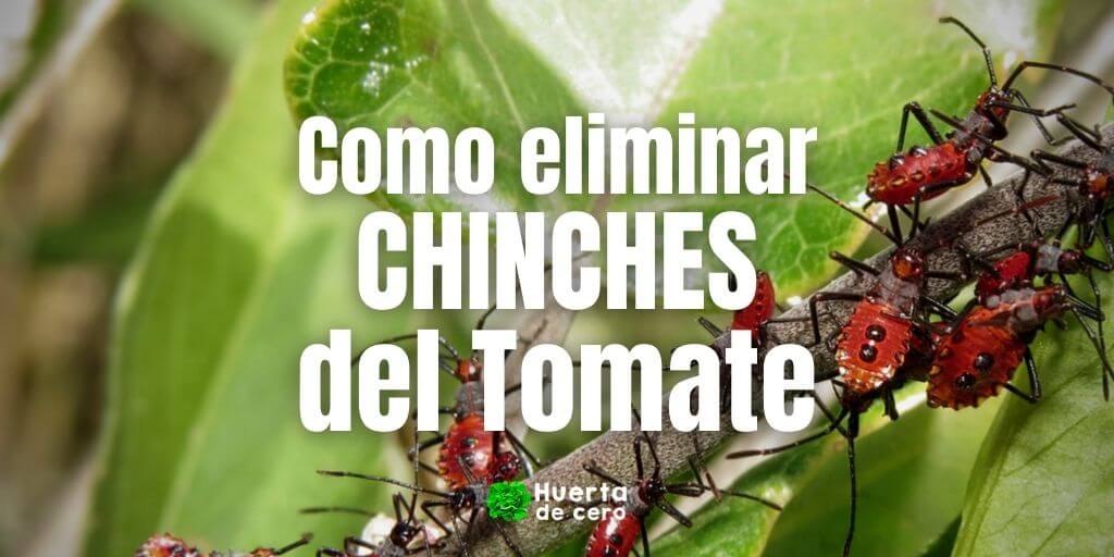 Como eliminar chinches del tomate