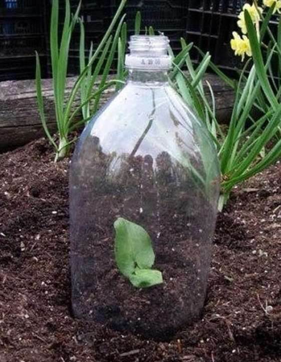 Como hacer un invernadero casero con botellas plásticas