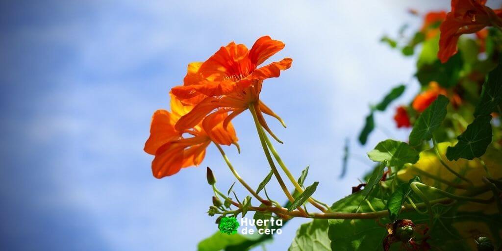 Cuidados de la flor capuchina