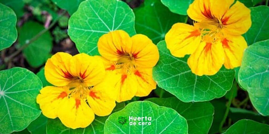 Cómo plantar capuchina en la huerta