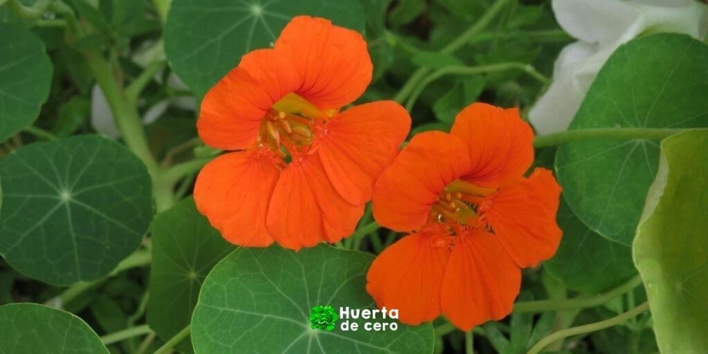 Flor capuchina trampa para pulgones