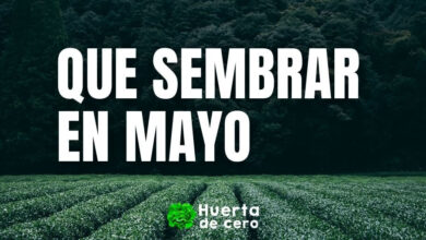 Que sembrar en Mayo en el Hemisferio Sur