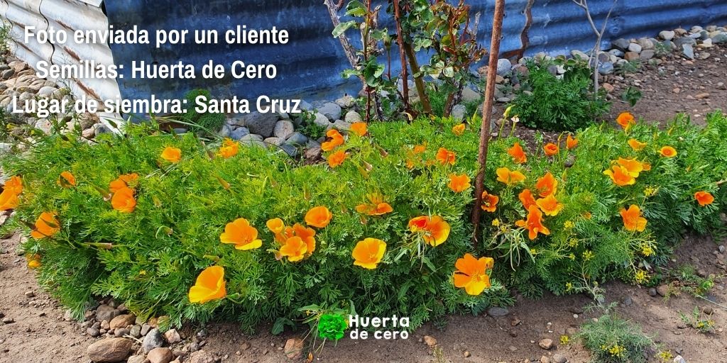 Semillas de Amapola de california