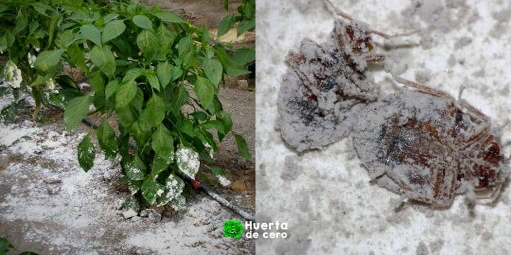 Usos de la tierra de diatomeas como plaguicida