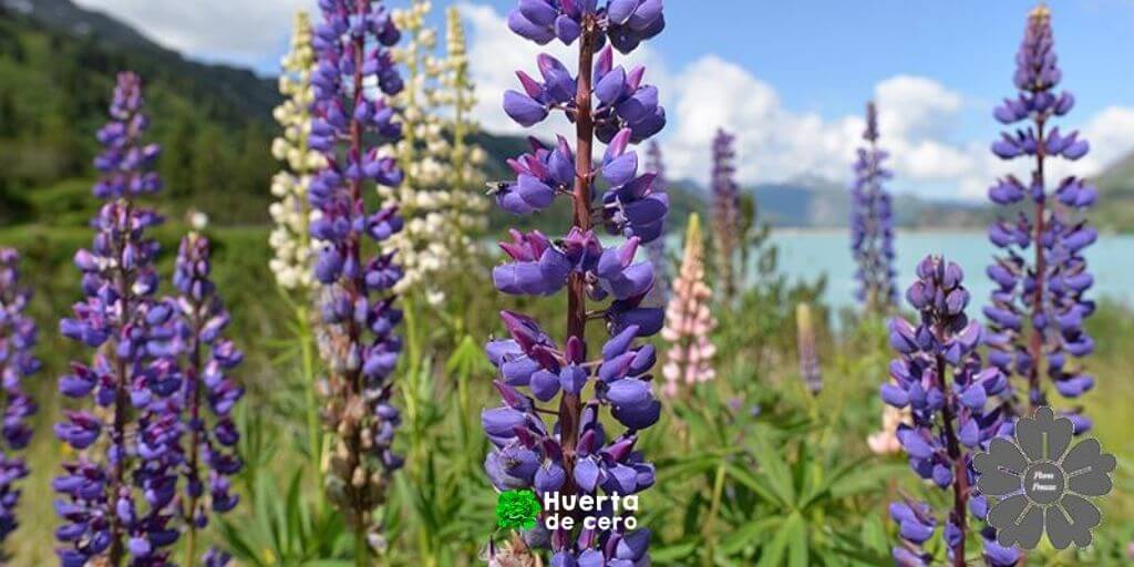 Espuela de caballero - Delphinium flor