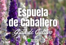 Flor Espuela de caballero guía de cultivo