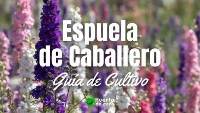 Flor Espuela de caballero guía de cultivo