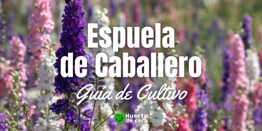 Flor Espuela de caballero guía de cultivo