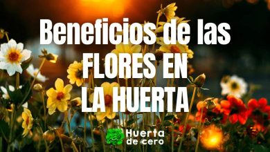 Beneficios de las flores en la huerta