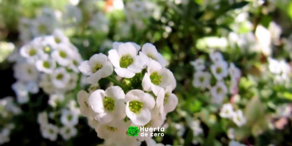 Aliso maritimo, como cuidarlo