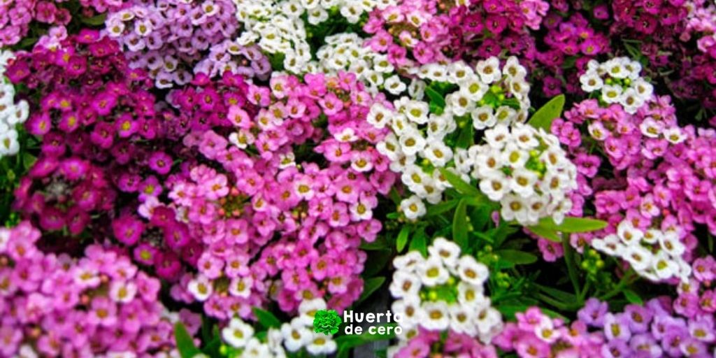 Aliso maritimo, como plantar