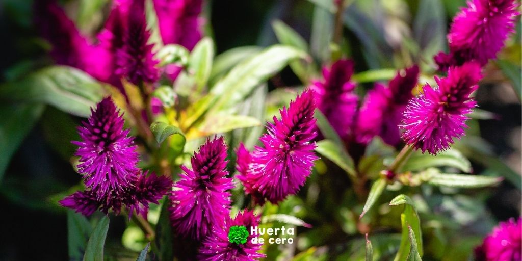 Celosia Argentea Palmeri Celosia Argentea Palmeri