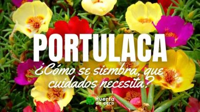 Como cuidar la flor portulaca