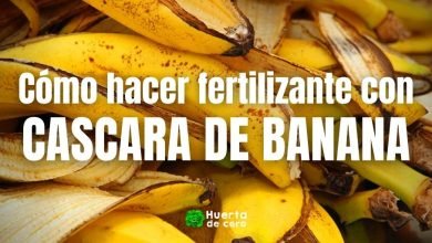 Como hacer fertilizante con cascara de banana