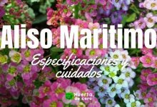 Como plantar Aliso Maritimo,Lobularia maritima, Alyssum maritimum