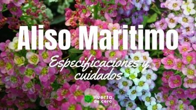 Como plantar Aliso Maritimo,Lobularia maritima, Alyssum maritimum