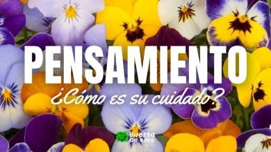 Como plantar Pensamiento flor