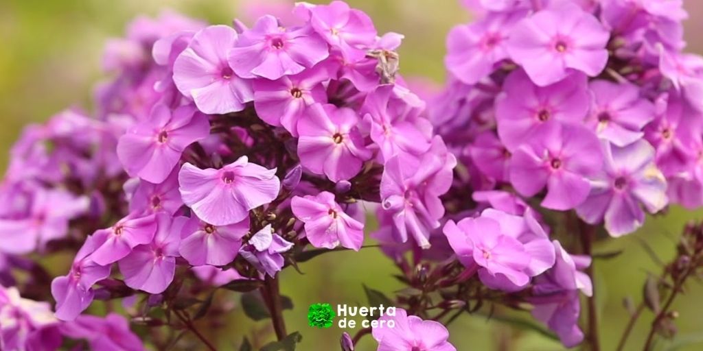 Como plantar Phlox en el jardin