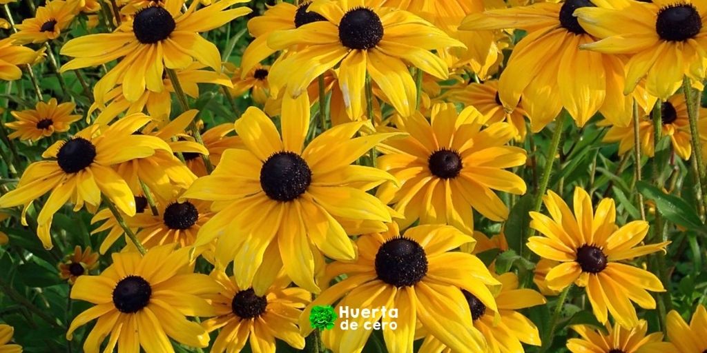 Como plantar Rudbeckia hirta en el jardin