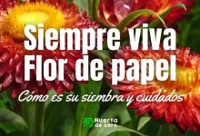 Como plantar Siempreviva Flor de papel