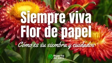 Como plantar Siempreviva Flor de papel