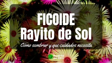 Como plantar ficoide, rayito de sol de sol