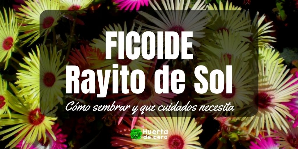 Como plantar ficoide, rayito de sol de sol