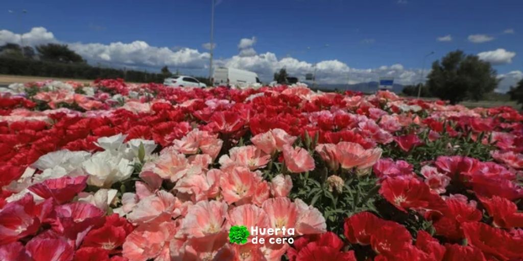 Como plantar godecia, godetia