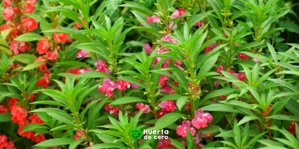 Como plantar y mantener la flor Impatiens balsamina