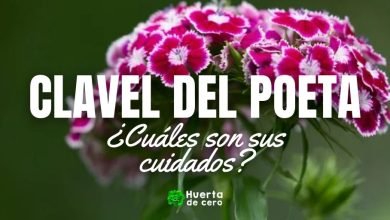 Como plantar Clavel del poeta Dianthus barbatus