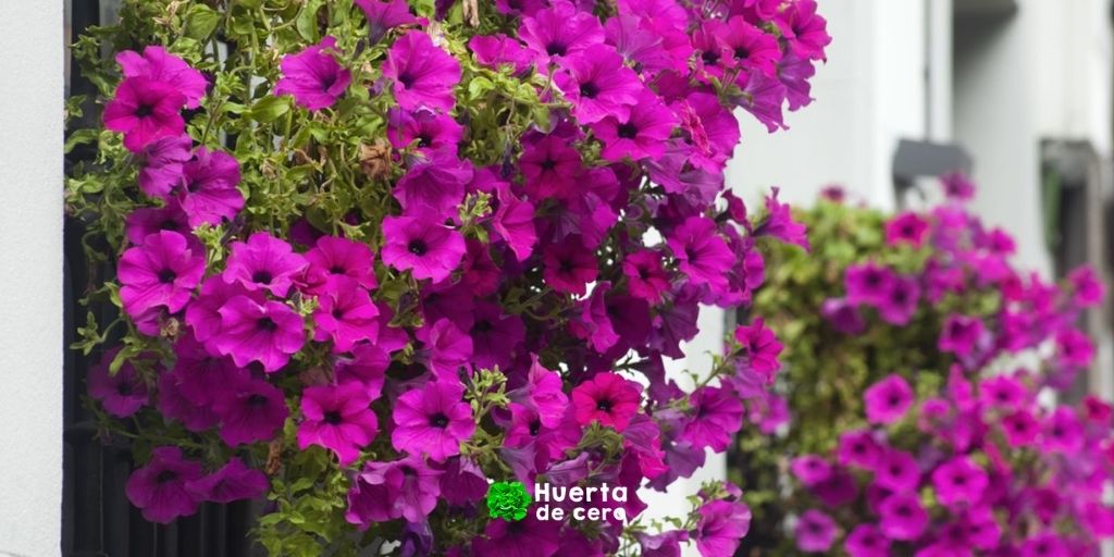 Como se cuidan las petunias, consejos basicos