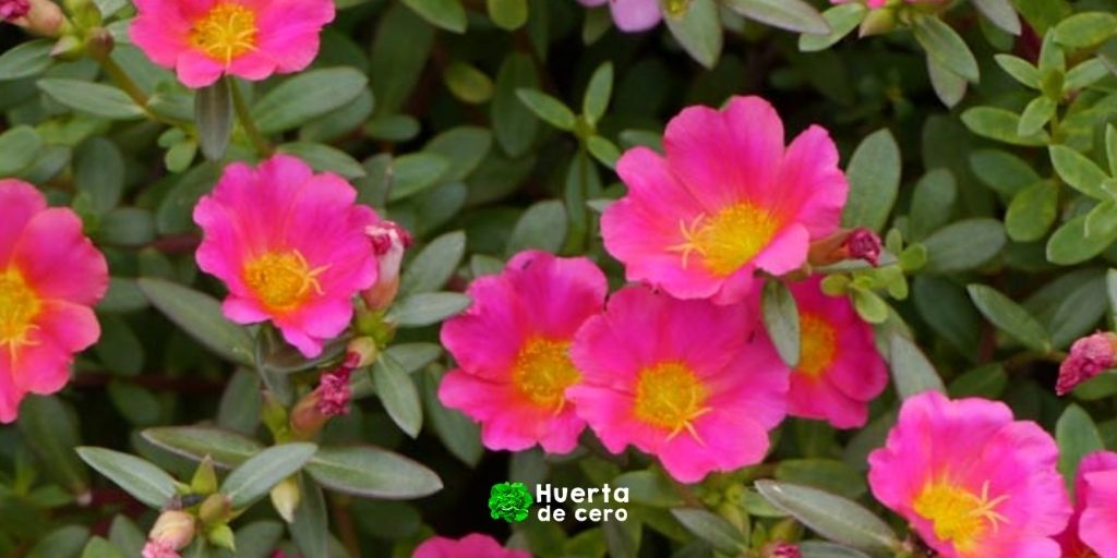 Como se siembra Flor portulaca Como se siembra Flor portulaca