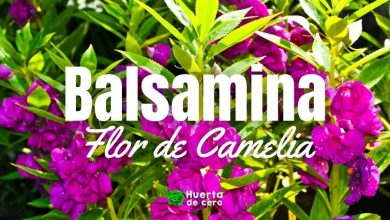 Como sembrar Impatiens balsamina