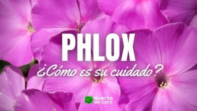 Como sembrar la flor phlox en el jardin