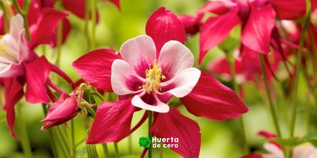 Cuidados de la flor aquilegia