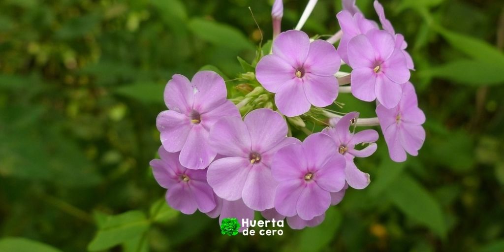 Cuidados de la flor phlox