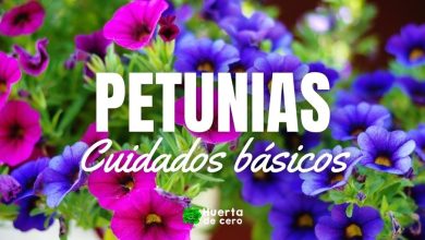 Cuidados de las petunias, consejos basicos