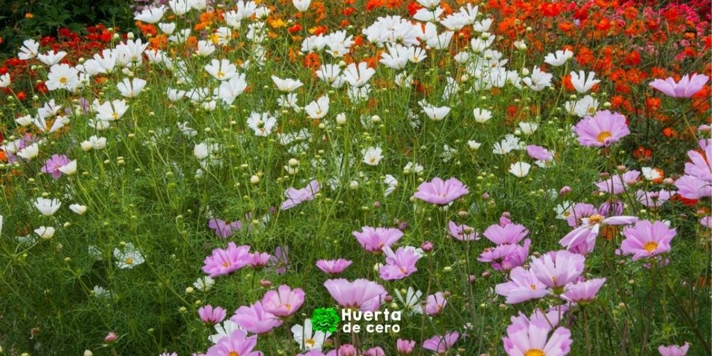Flor cosmos, como se planta y que cuidados necesita