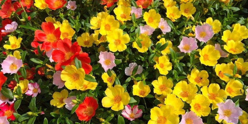 Flor portulaca, cuidados Flor portulaca, cuidados