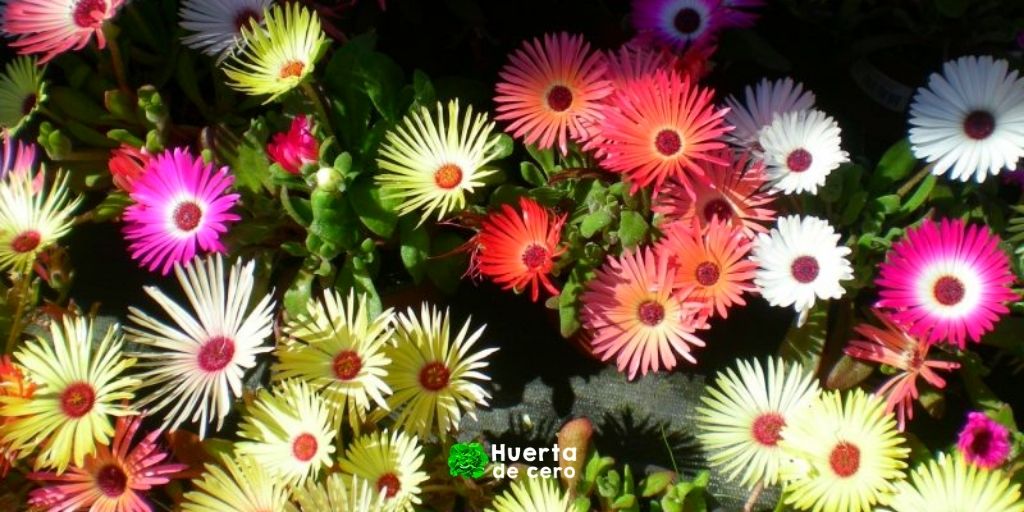 Floracion de Rayito de sol ficoide