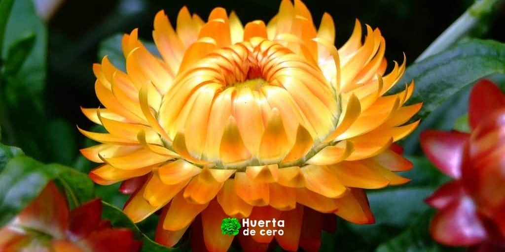 Guia de siembra Siempreviva