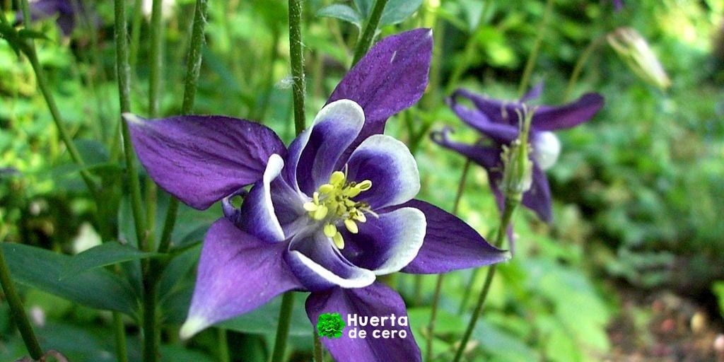 La flor aquilegia y sus cuidados