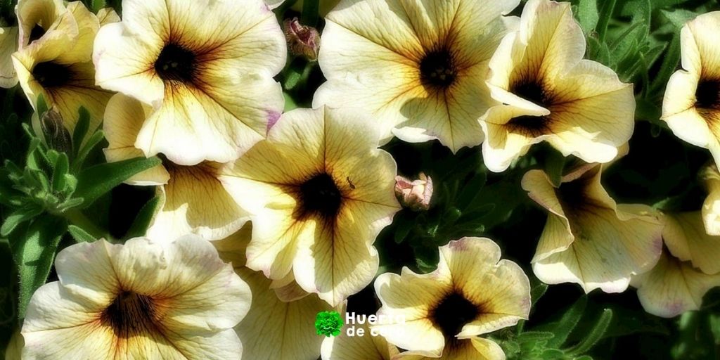 Petunias en maceta